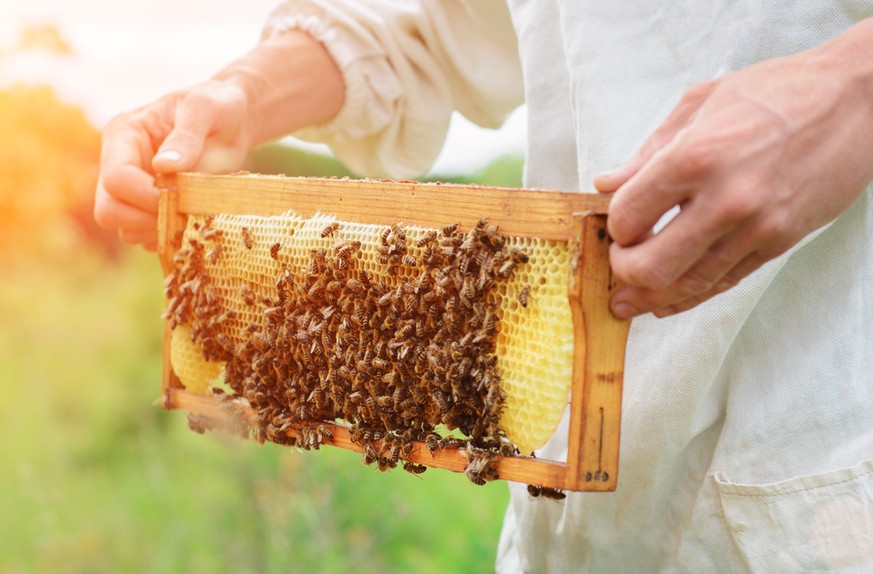Imker züchten Bienenvölker; die Honigbienen-Population geht nicht zurück.&nbsp;
