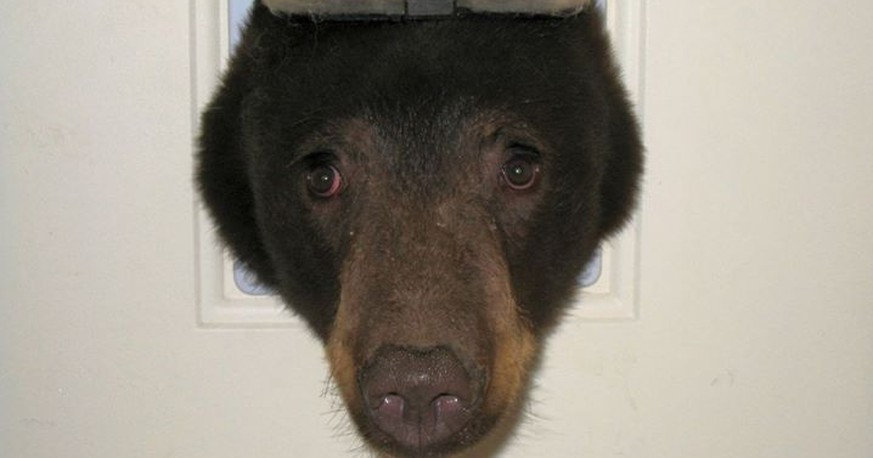 Guck-guck! Bär-Besuch in Idaho.