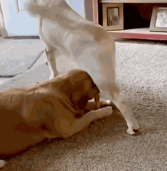 Animiertes GIF