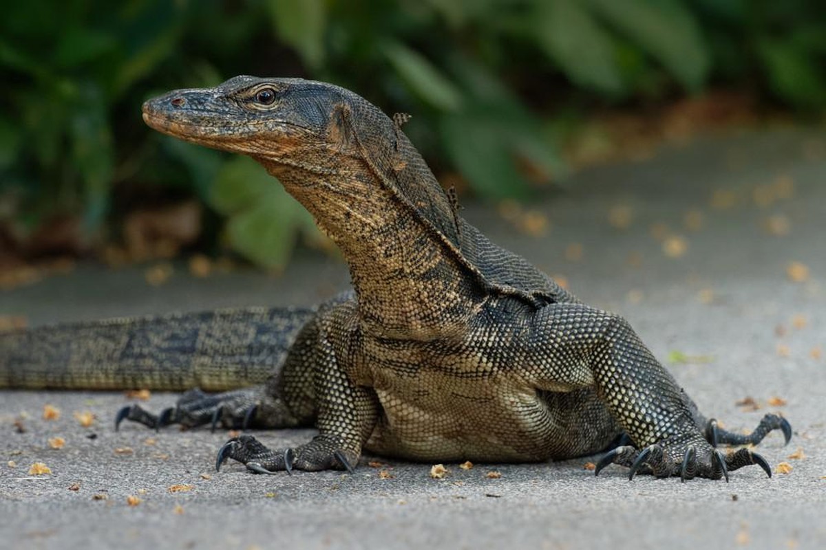 Ils ont violé, tué, et mangé un varan. watson