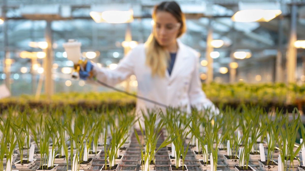 AVIS --- ZUR FORSCHUNG UND ENTWICKLUNG DER SYNGENTA CROP PROTECTION STELLEN WIR IHNEN FOLGENDES NEUES BILD ZUR VERFUEGUNG. WEITERE BILDER FINDEN SIE AUF visual.keystone-sda.ch --- Syngenta-Mitarbeiter ...
