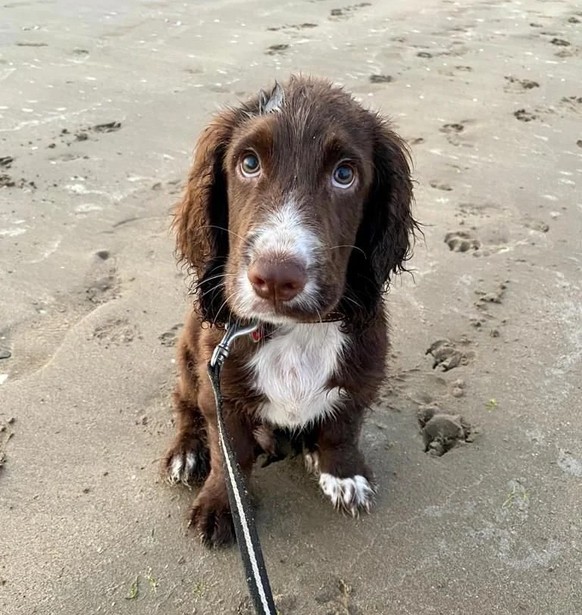 cute news animal tier hund dog

https://www.reddit.com/r/rarepuppers/comments/vs8pmw/the_embodiment_of_puppy_dog_eyes/