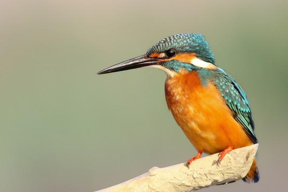 cute news tier eisvogel