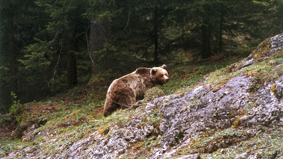 This photo taken on May 18, 2000 provided by the Provincia autonoma di Trento press office shows bear Daniza at the Adamello Brenta park, northern Italy. Animal rights groups called Thursday, Sept. 11 ...