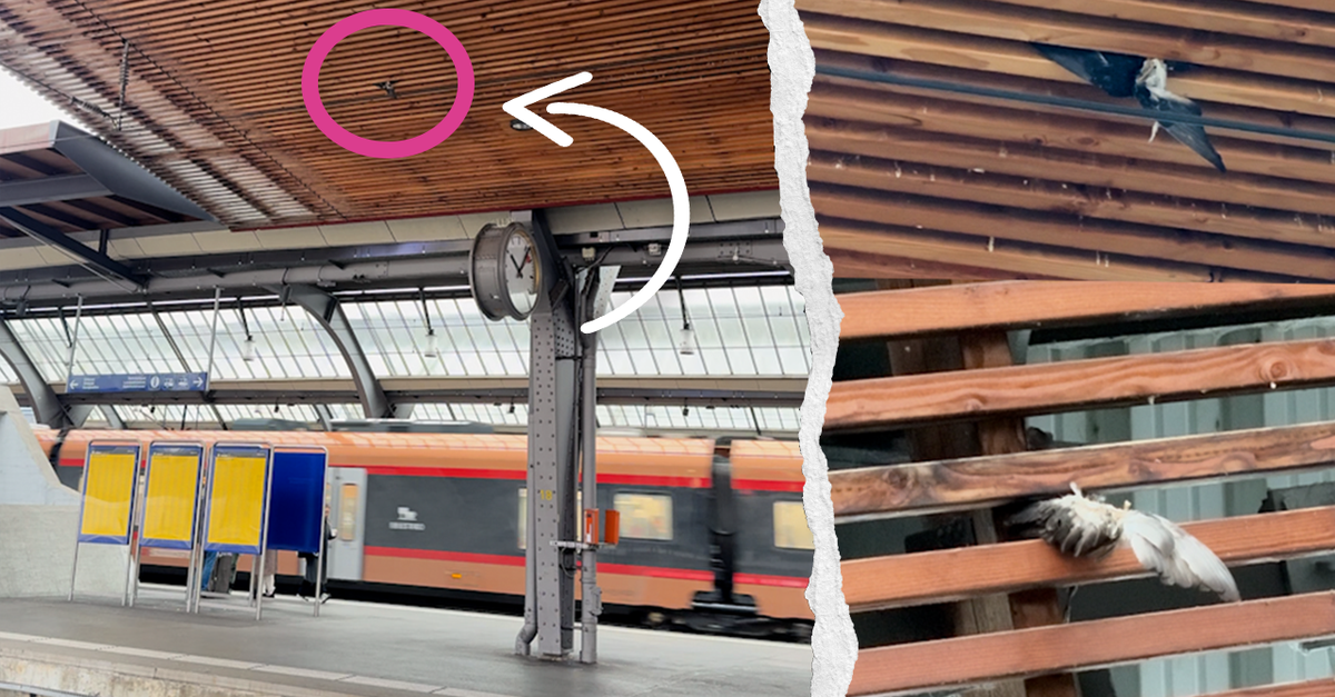 Tote-Tauben-am-Z-rcher-HB-Verein-spricht-von-Todesfalle-