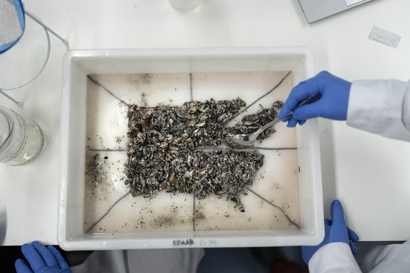 Ein Mitarbeiter des EAWAG-Forschungslabors fuer Quaggamuscheln legt die aufgetauten Quaggamuscheln in eine Wanne, die mit acht Dreiecken abgetrennt ist, und analysiert die Quaggamuscheln aus zwei der  ...