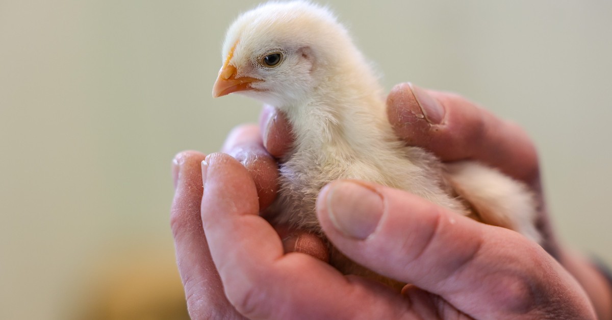 Auch Hühner kuscheln gemäss Studie gerne mit Menschen