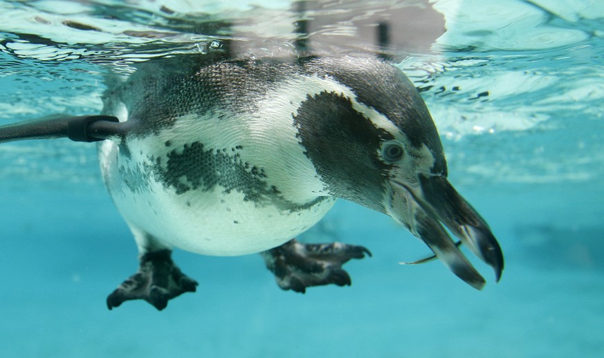 Scheren sich nicht um die Rechtschreibung, verspeisen aber trotzdem gerne «Anchovis»: Pinguine. &nbsp;