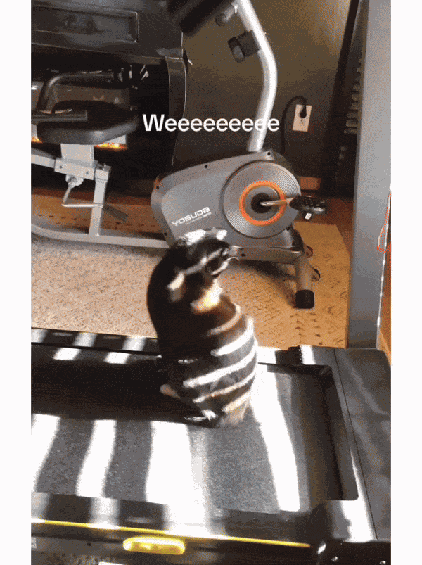 Animiertes GIF
