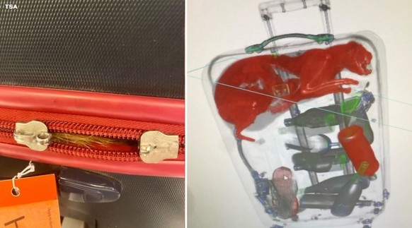 Am New Yorker Kennedy-Flughafen wurde eine Katze in einem Koffer entdeckt.