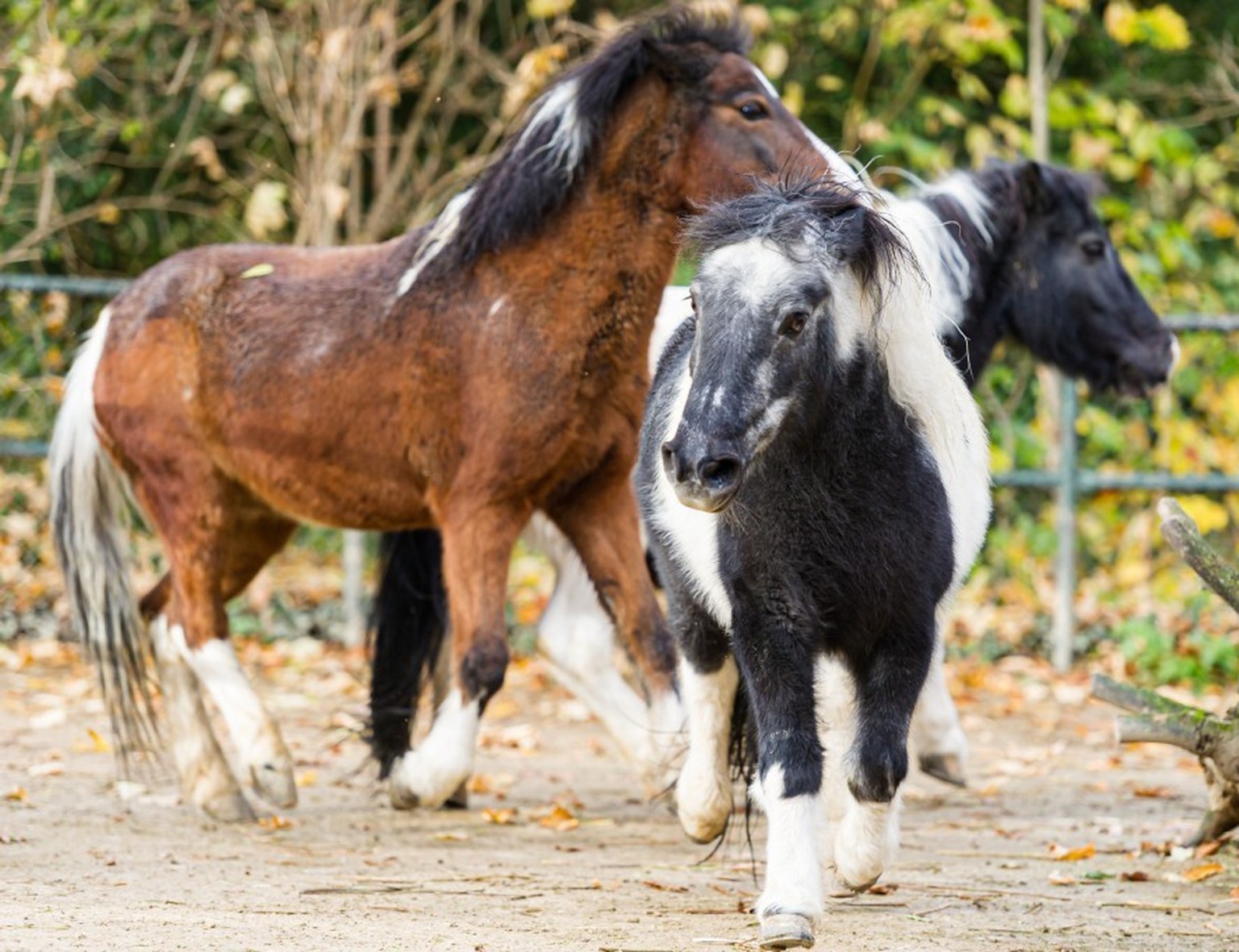 Die Shetlandponys Wilma (38, rechts) und Ohitako (31).