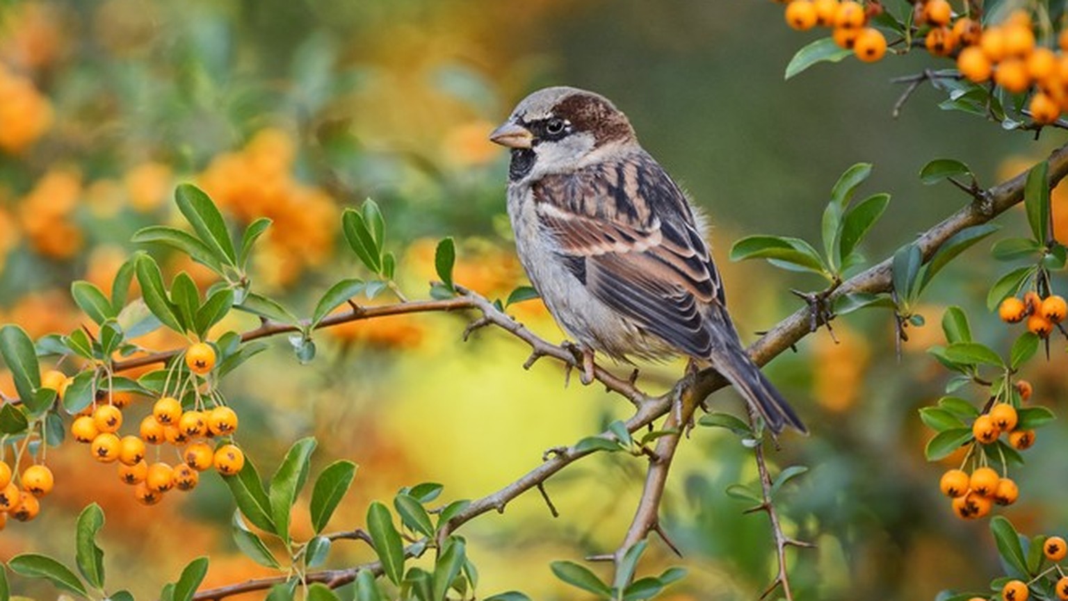 Kein Wunder kennt ihn jedes Kind – der Haussperling ist der häufigste Gartenvogel der Schweiz.