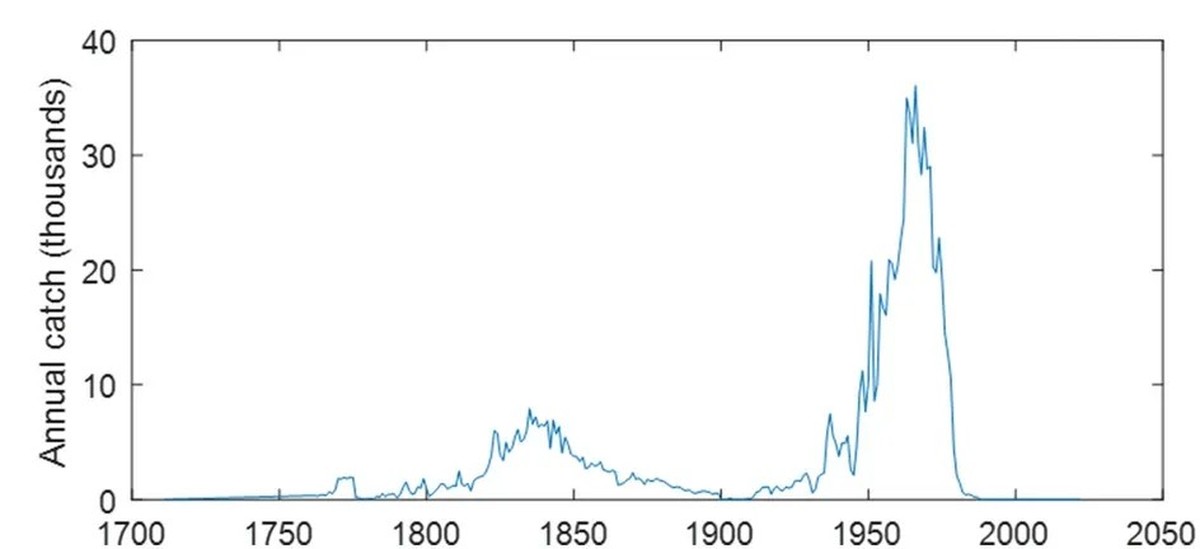 Fänge von Pottwalen, 1750-2000
https://www.nature.com/articles/s41598-022-24107-7/figures/4