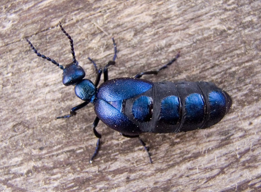 Ölkäfer, lateinisch: Meloe proscarabeus