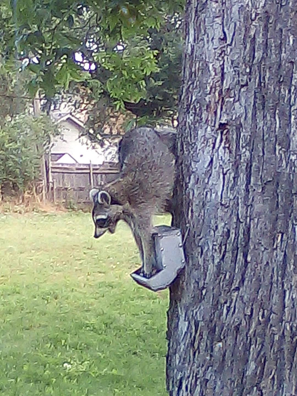 cute news tier waschbär raccoon

https://www.reddit.com/r/Raccoons/comments/11ap4v0/eating_from_the_squirrel_feeder_again/