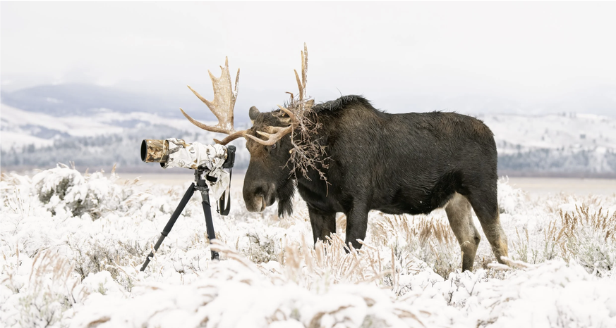 Seltenes Bild: Ein Elchbulle vor einem Kameraobjektiv.