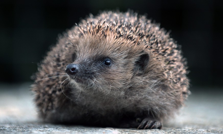 Ein Igel aufgenommen am Montag, 2. Dezember 2013, im Igelpflegezentrum in Maggia. Im Pflegezentrum werden verletzte Igel behandelt. (KEYSTONE/Ti-Press/Carlo Reguzzi)