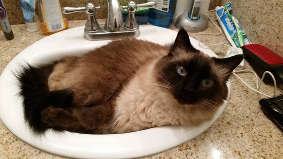 Katze im Waschbecken.
http://imgur.com/gallery/ySBZ5z1