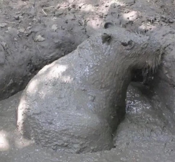 cute news tier capybara

https://www.reddit.com/r/capybara/comments/z25iaq/cement/