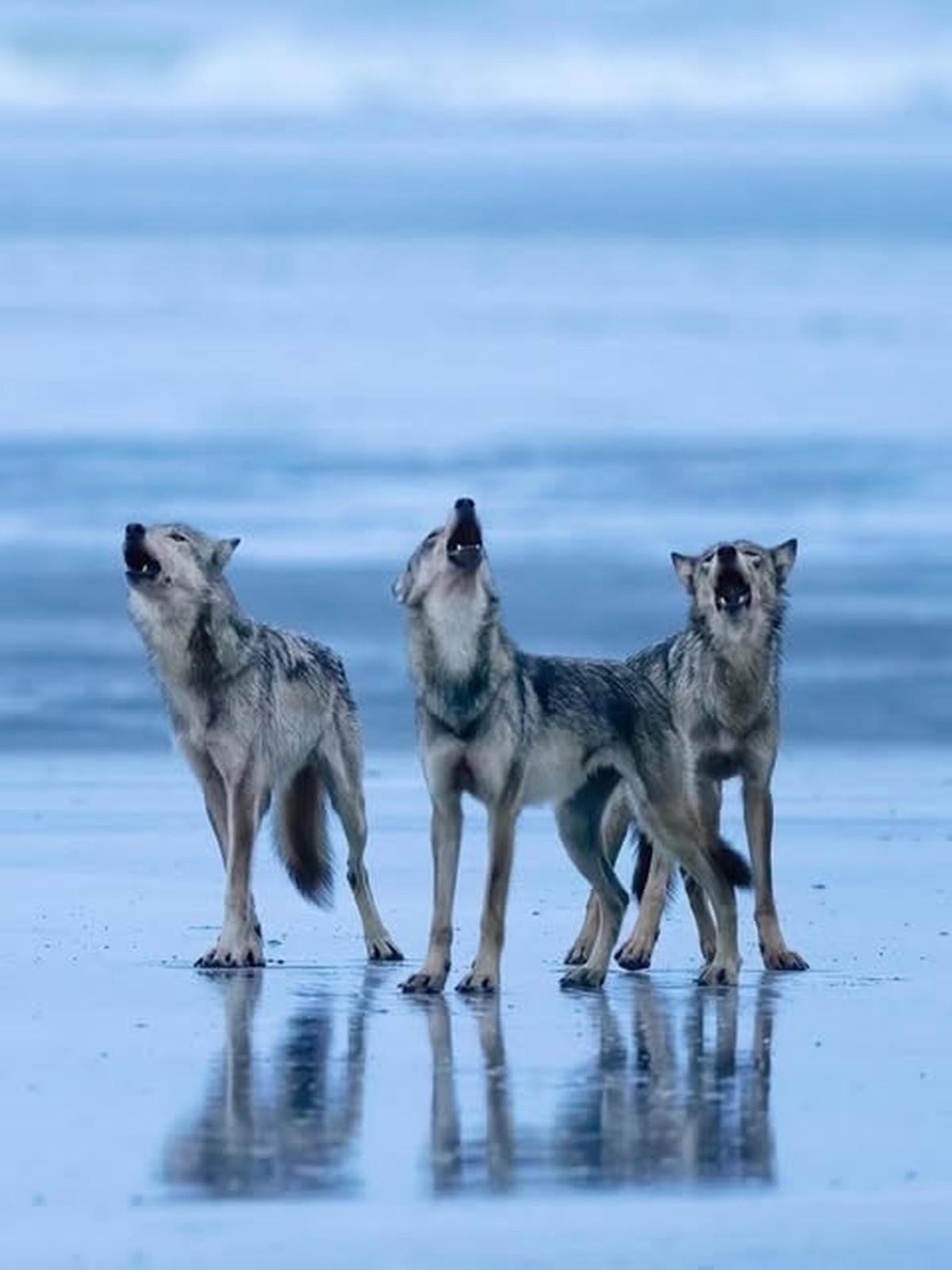 Vancouver Coastal Sea wolf

https://www.instagram.com/p/DWeohkZGbGk/?img_index=3