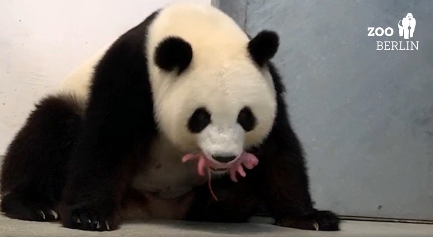 epa07811944 A frame grab taken from an undated handout video made available by Zoo Berlin on 02 September 2019 shows female giant panda Meng Meng taking care of one of her two newborn panda twins at t ...