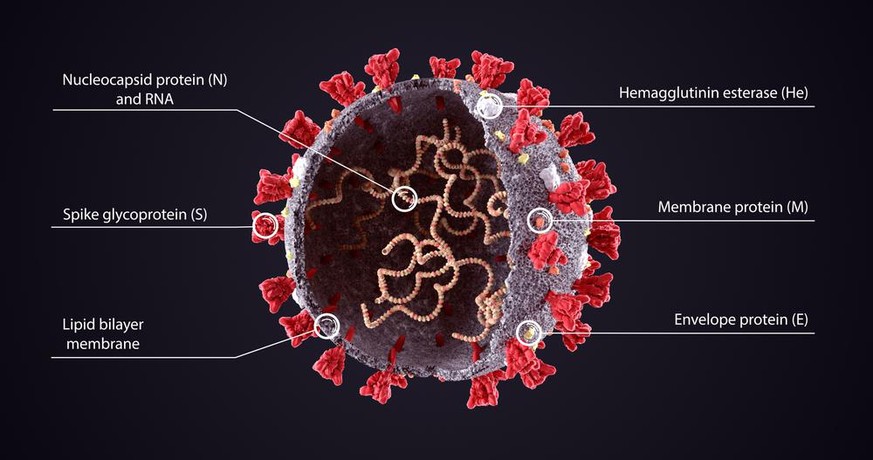 Aufbau eines Coronavirus: Die RNA befindet sich im Inneren des Virus. 