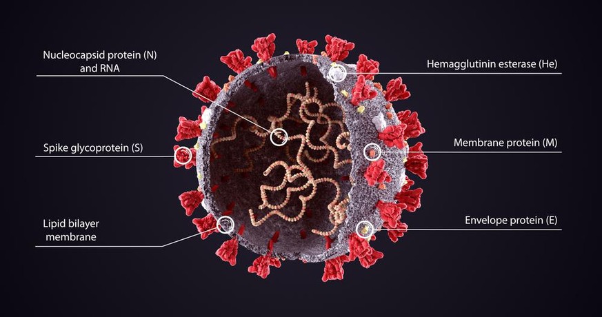 Coronavirus SARS-CoV-2 Aufbau