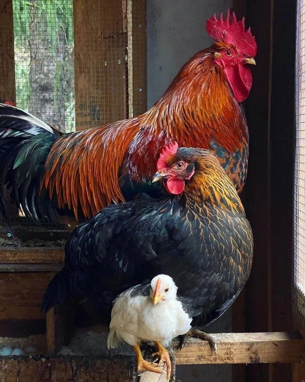 AccidentalRenaissance
chickens
https://www.reddit.com/media?url=https%3A%2F%2Fpreview.redd.it%2Ffan9eji1wttg1.jpeg%3Fauto%3Dwebp%26s%3D6a66cce2ad1f675db0aa3224b3e190c2e7dcefb7