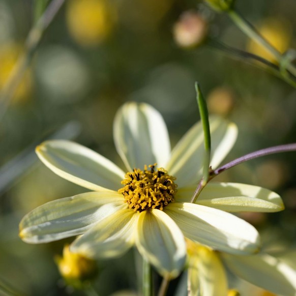 Quirlblättriges Mädchenauge (Coreopsis verticillata ‘Moonbeam’)