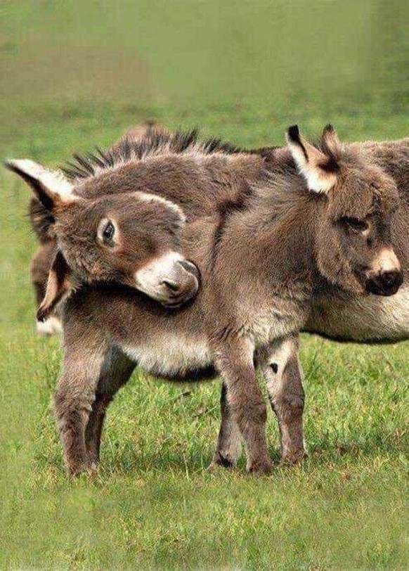 cute news tier esel

https://ch.pinterest.com/pin/1121888957176248032/