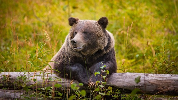 bär im banff nationalpark.