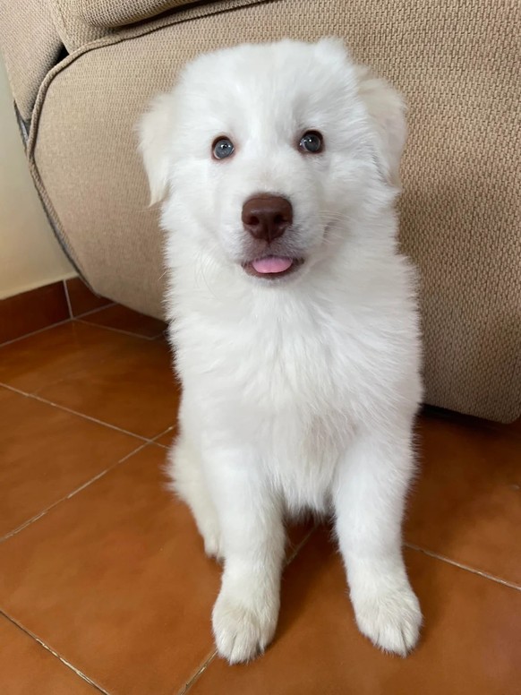 cute news tier hund

https://www.reddit.com/r/Animals/comments/1mmp0c2/meet_coco/