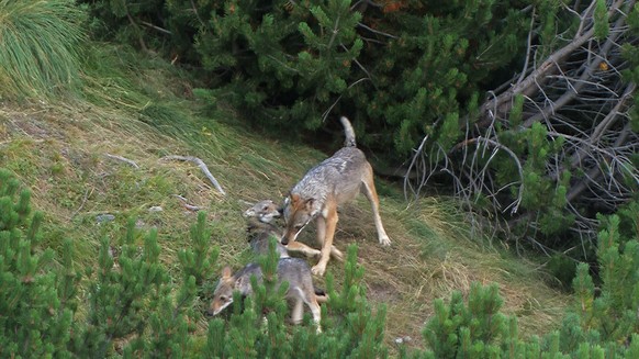 <p>Spiele sind für viele Lebewesen äusserst lustvoll. Die Natur belohnt, was für das Leben unverzichtbar ist, mit Lust- und Glücksgefühlen: die Zärtlichkeit, die Fortpflanzung, das Jagen und das ...
