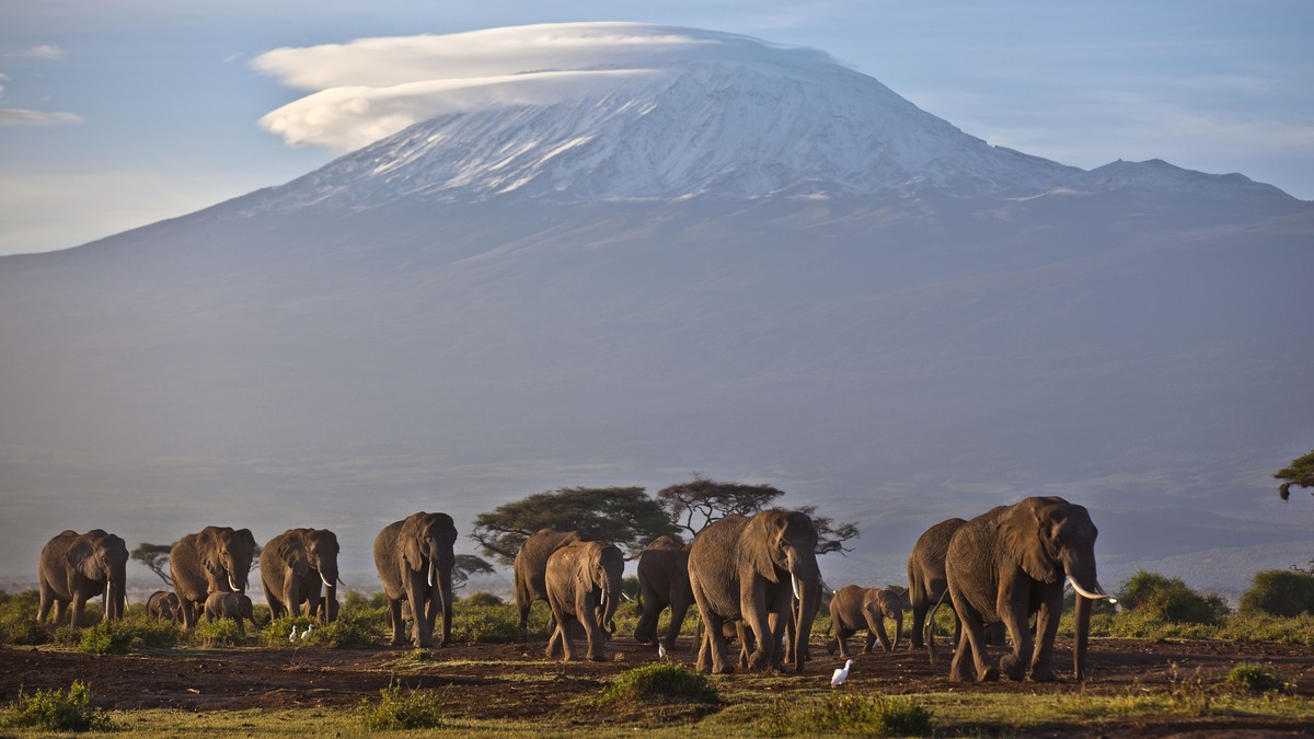 FILE - A herd of adult and baby elephants walks in the dawn light as the highest mountain in Africa, Mount Kilimanjaro in Tanzania, sits topped with snow and glaciers in the background, seen from Ambo ...