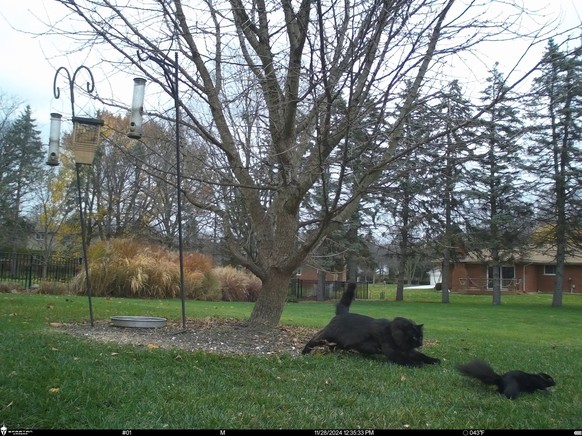 cute news tier katze wildtierkamera

https://x.com/Trail_Cams/status/1903831303750832152/photo/1