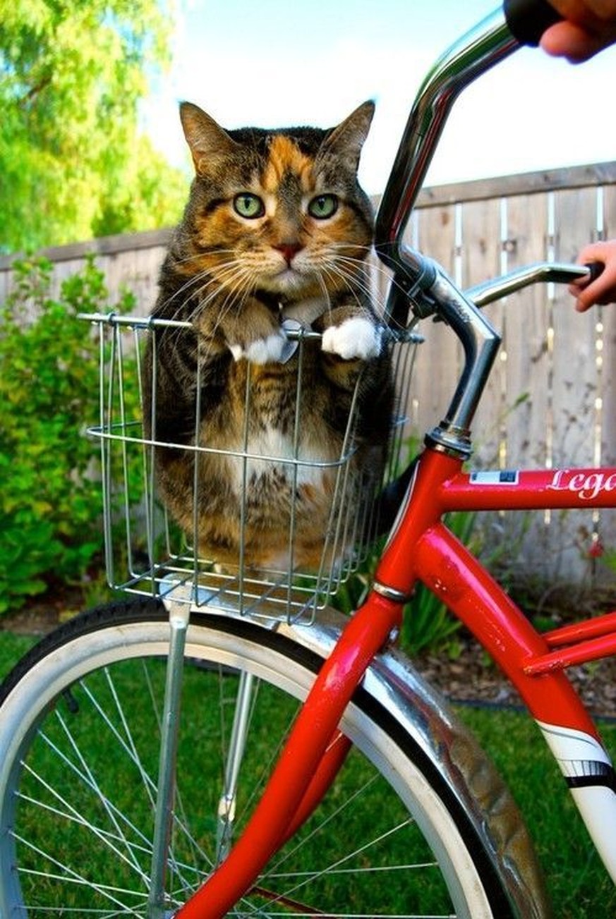 15 Katzen, die jede Möglichkeit ergreifen, damit sie nicht laufen müssen