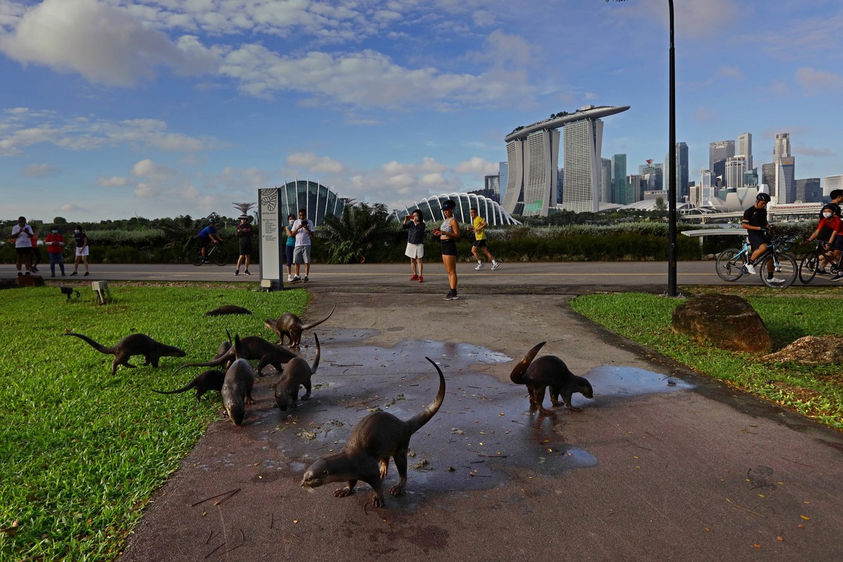 Singapore Wildlife Animal A bevy of smooth coated otter mark their territory as park goers stop to take pictures at Gardens by the Bay on January 8, 2022 in Singapore. Wild otters are making a comebac ...