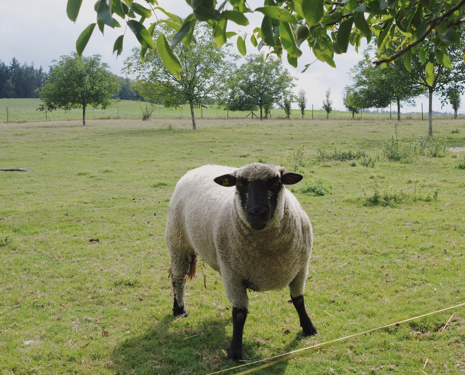 Massentierhaltung, Tierhaltung, Bauernhof, Lebenshof, Umstellung Landwirtschaft, Bio, Tierhaltung, Massentierhaltungsinitative