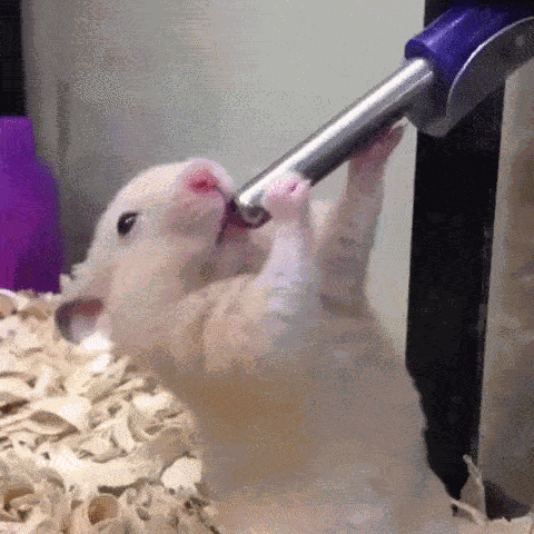 Hasenmaus, Sugar Glider und über 20 weitere Tiere für ganz viel «Jööö!» und «Ahaaa!»
Stell dir vor, du an der Bar am Wochenende 😊😊