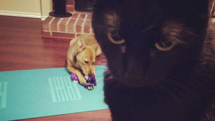 12 Fragen Die Wir Unseren Katzen Gerne Stellen Wurden Watson