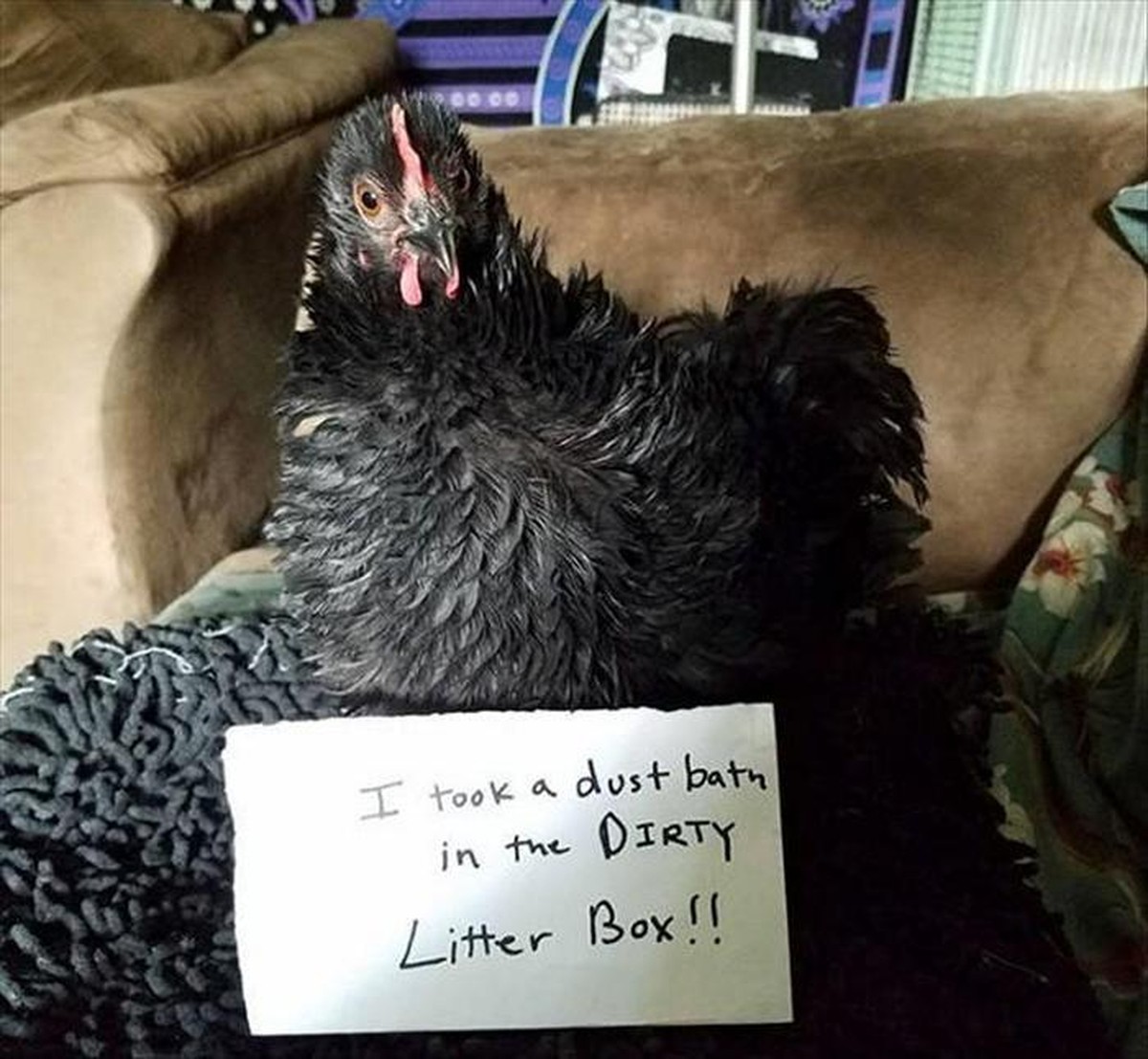 Lustige Tiere für Cute News.

Sind sie wirklich lustig? 
Ja!
Okay.

Ich kann hier schreiben, was ich will. 

Molekülarebene.
Heiratsüberwachungskomission.