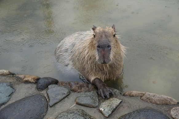 capybara cute news tier

https://www.reddit.com/r/capybara/comments/r62h4z/majestic_capy_they_like_being_pet/