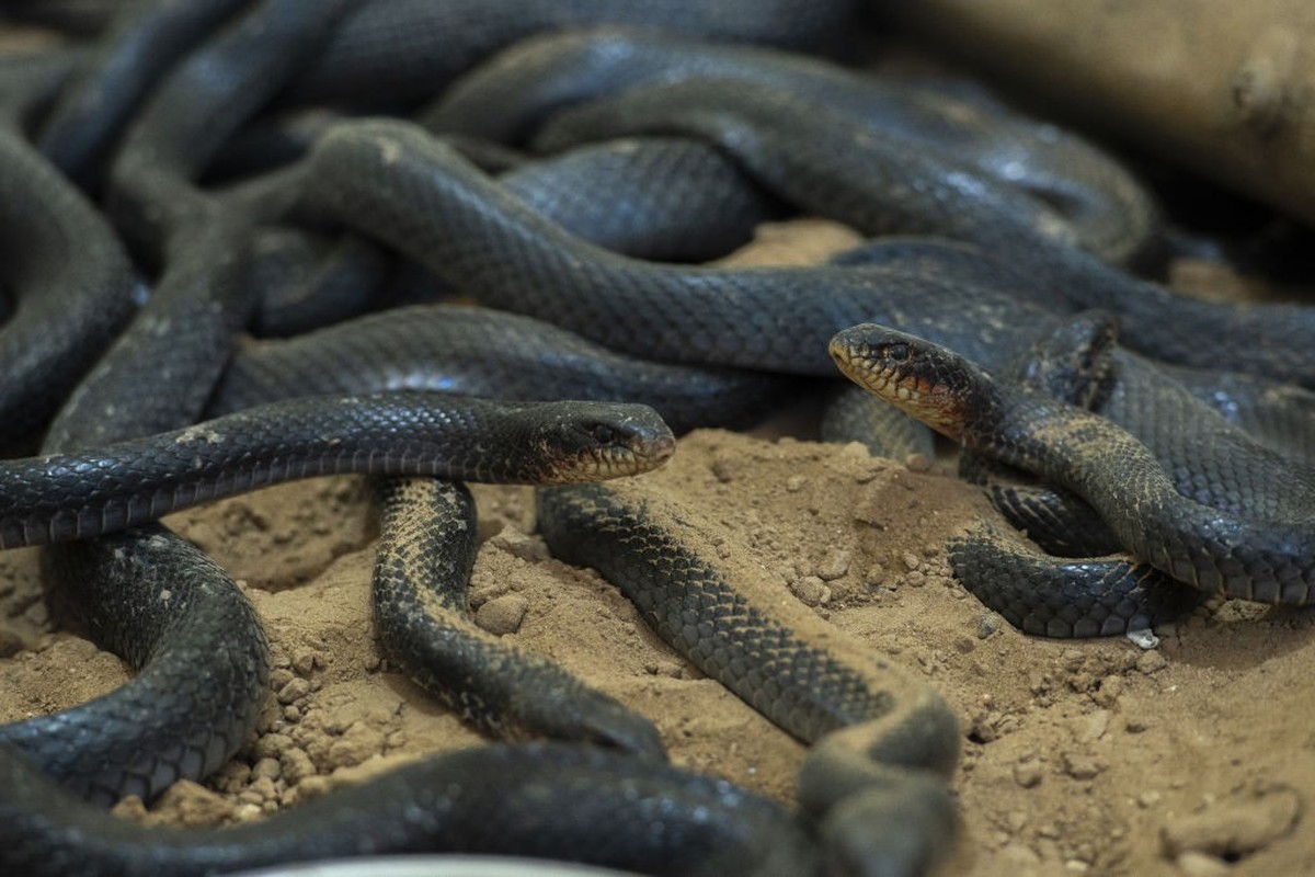 DUHOK, IRAQ - AUGUST 10: Snakes of Iraqi Abdulsettar Emin, who keeps 60 different kinds of snakes in his house, are seen in Seyhan district of Duhok, Iraq on August 10, 2022. (Photo by Ahsan Mohammed  ...