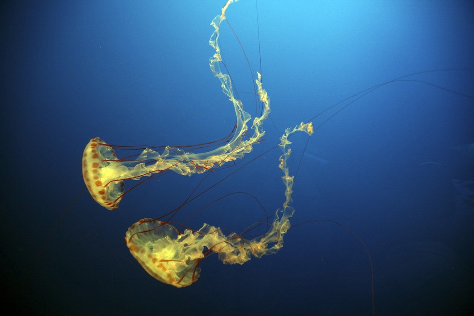 Chironex fleckeri, auch bekannt als Seewespe, ist eine Art der Würfelquallen (Cubozoa).