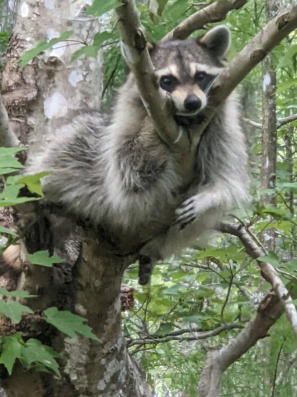 cute news animal raccoon https://www.reddit.com/r/Raccoons/comments/13vqgdo/our_almost_daily_arboreal_friend_at_work_he_shows/