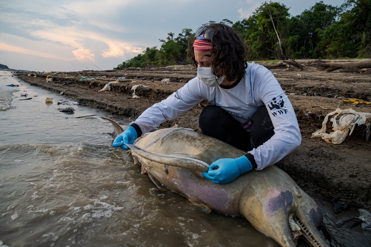 epa10896352 A handout photo made available by the Mamirauá Institute of one of the 110 endangered river dolphins found dead in the Tefé River, in the Amazon, Brazil (issued 02 October 2023). The curre ...