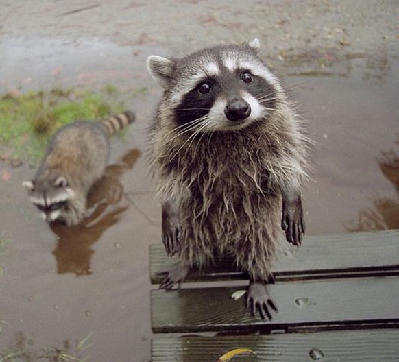 Waschbär guckt herzig
Cute News
https://imgur.com/gallery/Rrsdy