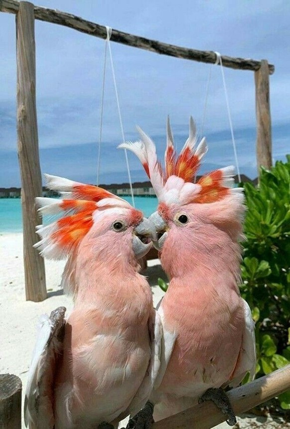 cute news tier papagei

https://ch.pinterest.com/pin/70437487647744/