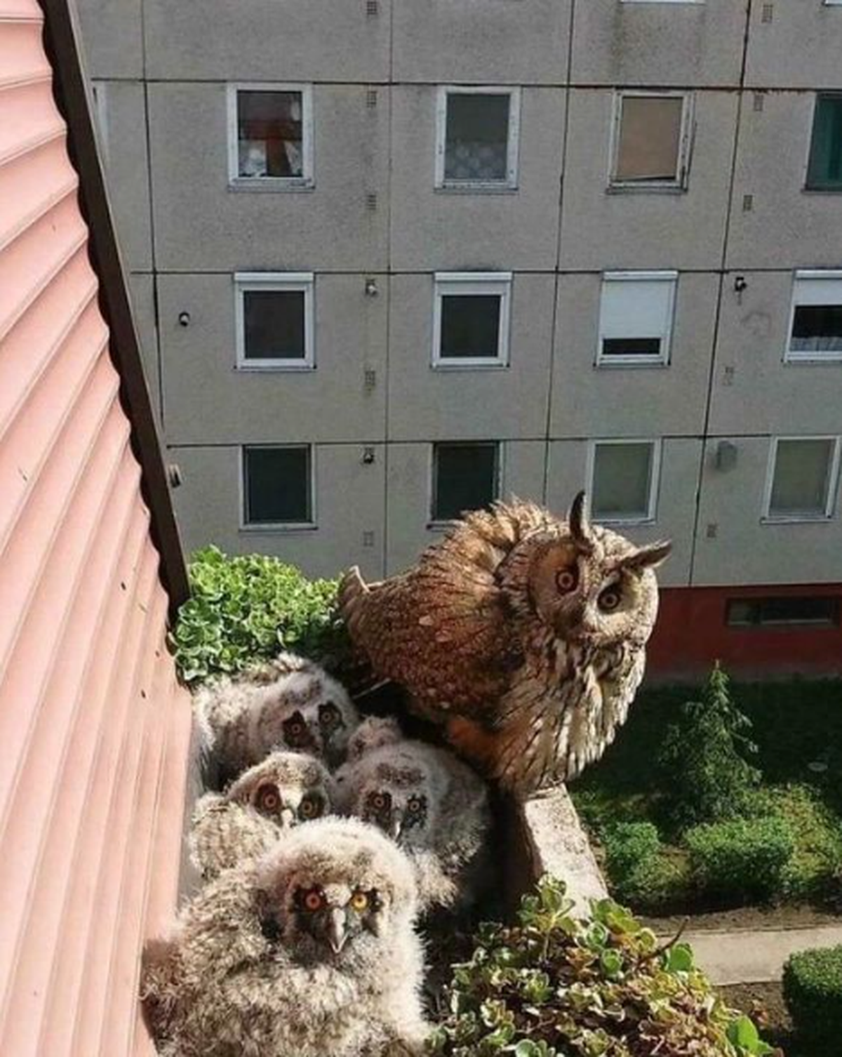cute news tier eule

https://www.reddit.com/r/Owls/comments/169vz8n/mom_and_kids/