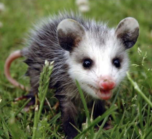 31 Mal: «Jööö», «OMG 😍» oder «Ohh wie süss» – die Cute News sind da!
@ Sergio
Das waren wieder tolle CN, diesmal sogar mit einem Tier der Woche. 🤗
Du warst eine super Vertretung, Pascal kann stolz ...
